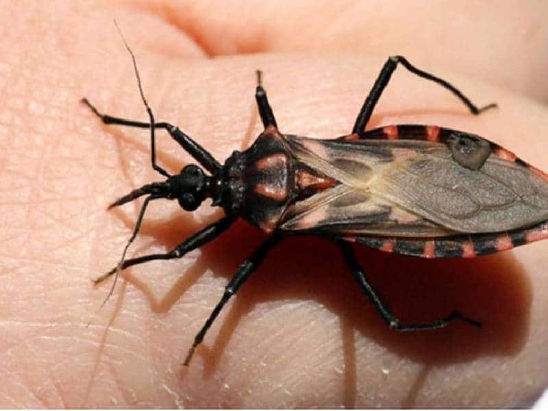 Informan sobre el insecto transmisor del Mal de Chagas