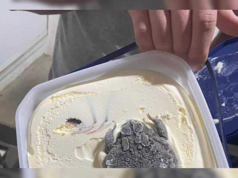 Nada tan refrescante como un bote de helado con… ¡¿sapo?!