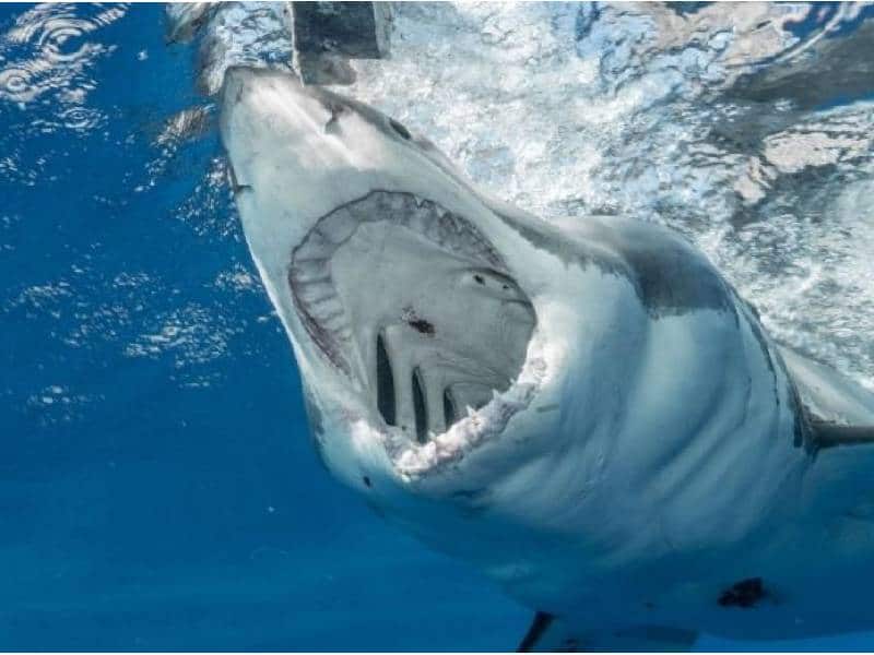 VIDEO: Tiburón ataca a un nadador y su rescate queda grabado