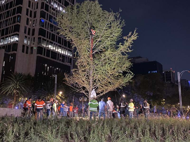 Fotos: Llega ahuehuete a Reforma en sustitución de palma; así luce