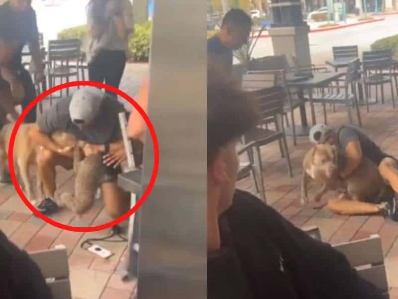 “Raza maldita” Pitbull ataca a cachorro en restaurante; genera polémica