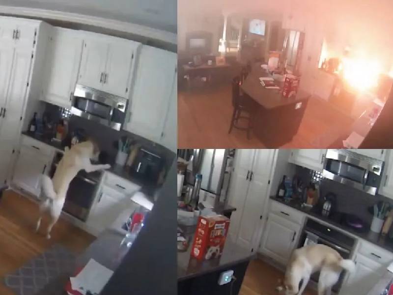 VIDEO: ¡Increíble! Perro incendia su casa en Missouri tras encender la estufa