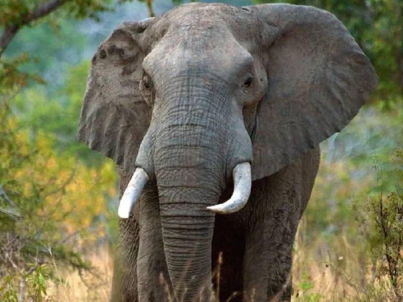 ¡Increíble! Elefante mata a mujer en la India y en el funeral aplasta el cadáver