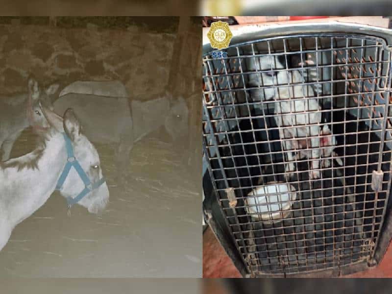 Desmantelan célula del Cartel de Sinaloa… Y rescatan animalitos
