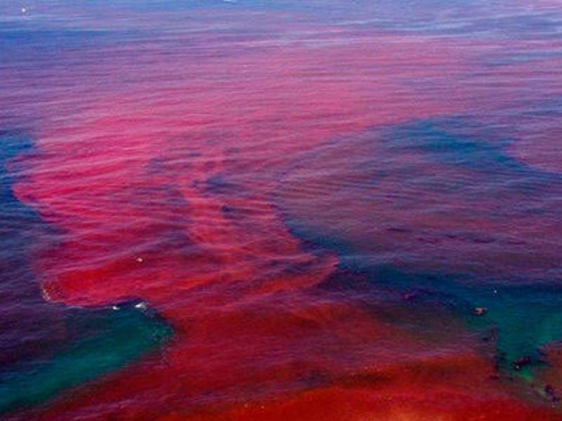 Alertan de marea roja en costa de Yucatán