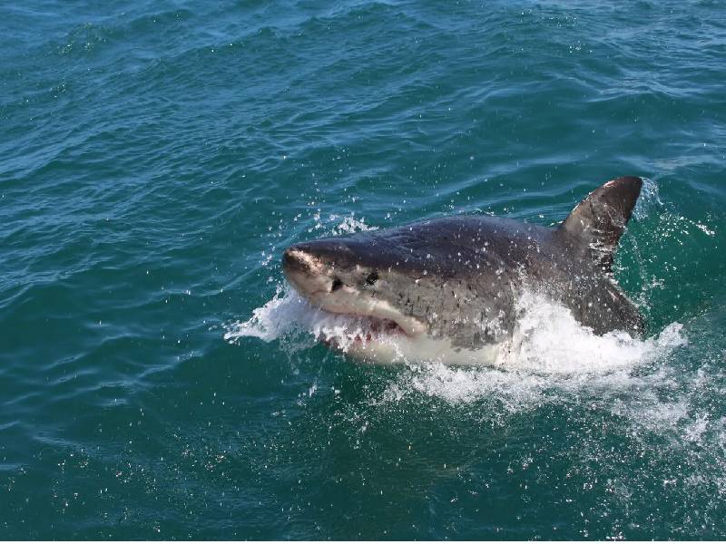 Dos turistas europeas muertas en ataque de tiburón