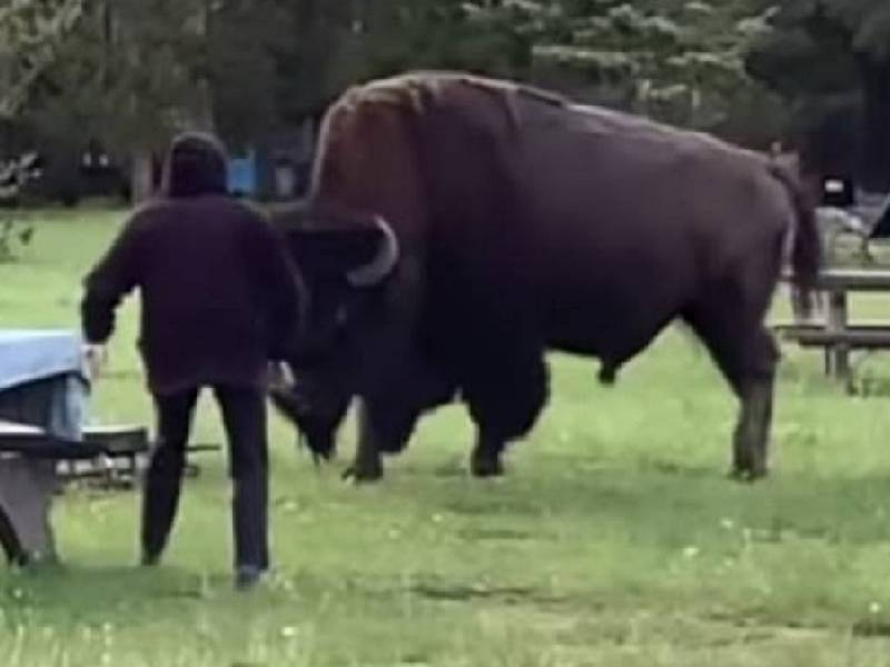 VIDEO: Padre evita que un bisonte ataque a su hijo
