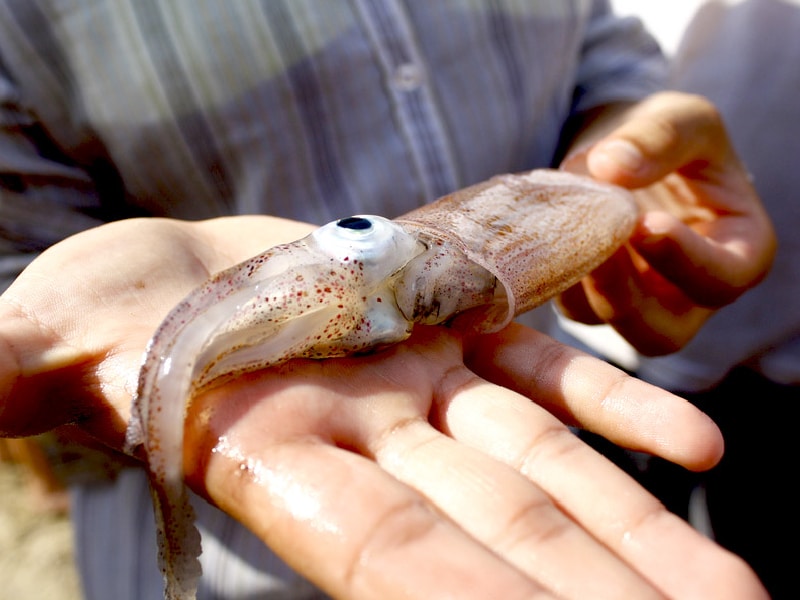 pesca de calamar