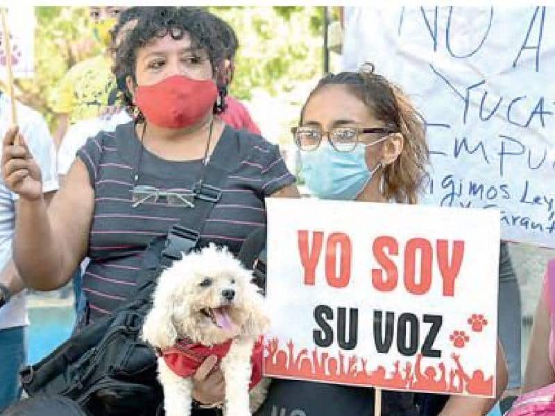 Marcharán para castigar el maltrato de animales