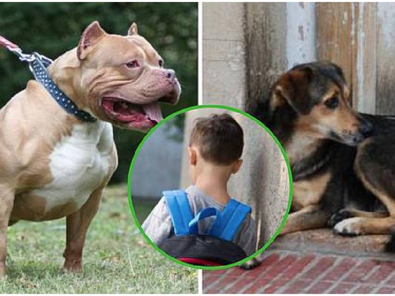 Perrito rescata a niño cuando es atacado por otro perro