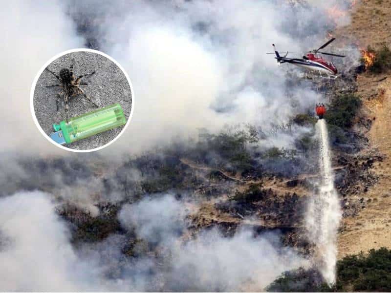 Joven provoca un incendio forestal por querer quemar una araña