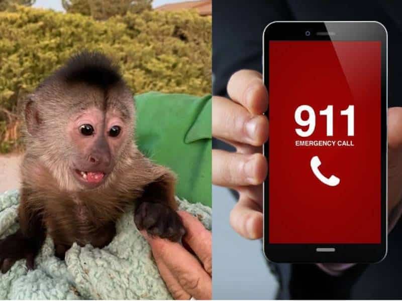 Un mono llamó a la policía desde un zoológico