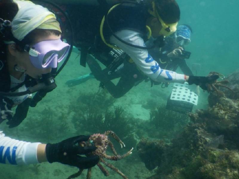 Cangrejos rey, solución ante riesgo de arrecifes