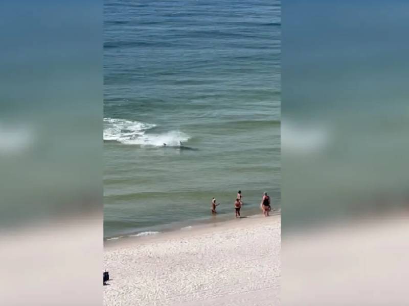 Video. ¡impactante! Tiburón y mantarraya pelean frente a turistas