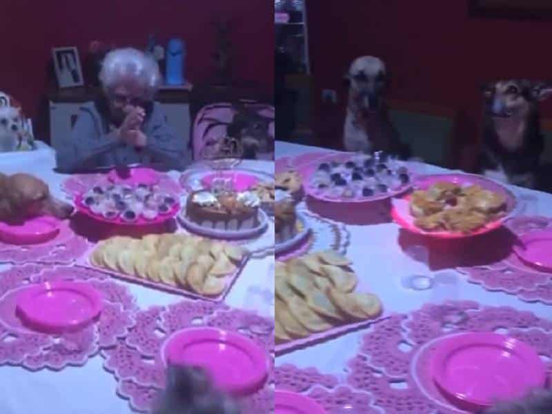¡Feliz cumpleaños! Abuelita festeja junto a sus 10 perritos