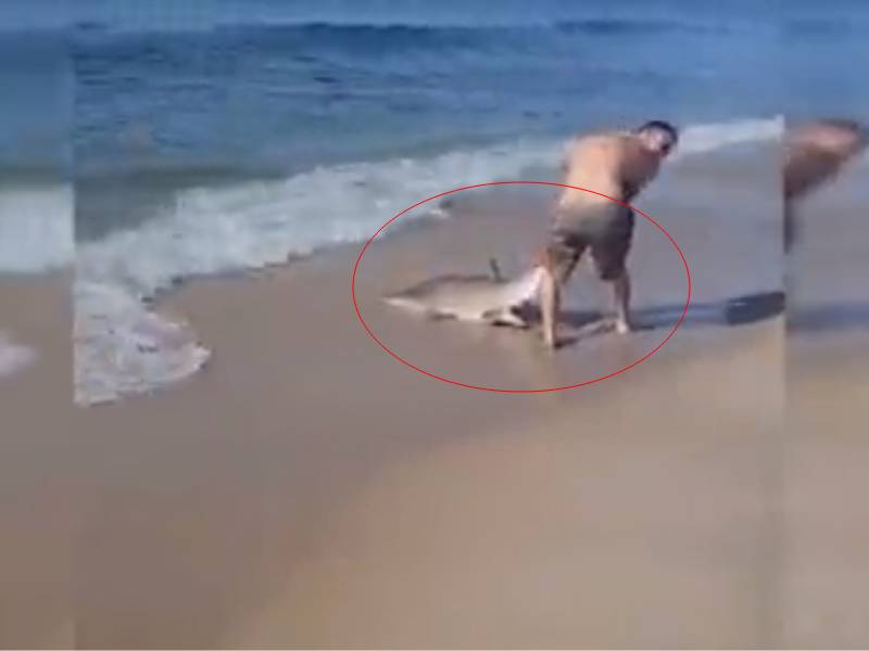 VIDEO: ¡Increíble! Hombre “pelea” con tiburón en la costa de la playa