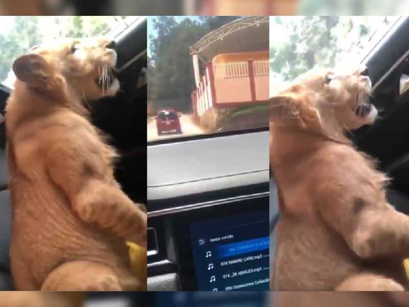 Video. Presumen viaje con león a bordo de camioneta, en Chiapas