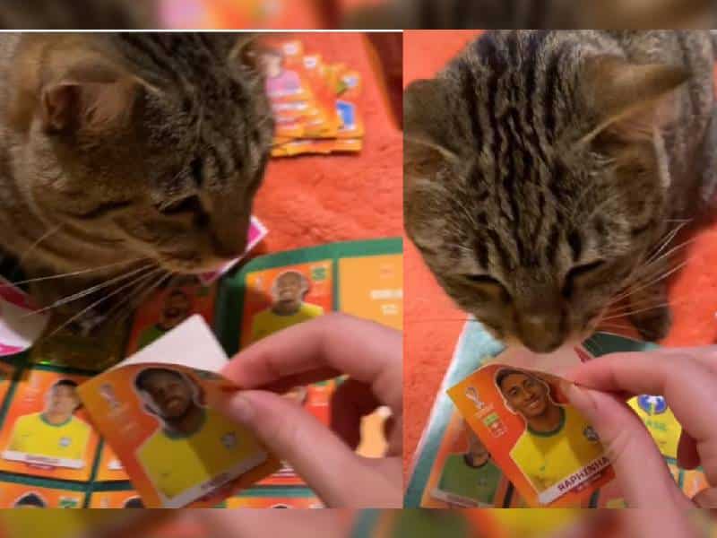 Gatito ayuda a su dueña a pegar estampas en el álbum del mundial