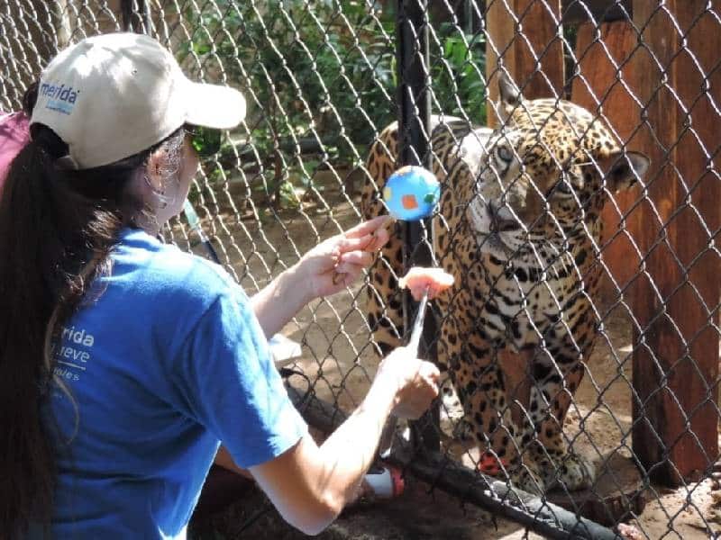Zoológicos de Mérida, dan resguardo a animales rescatados 