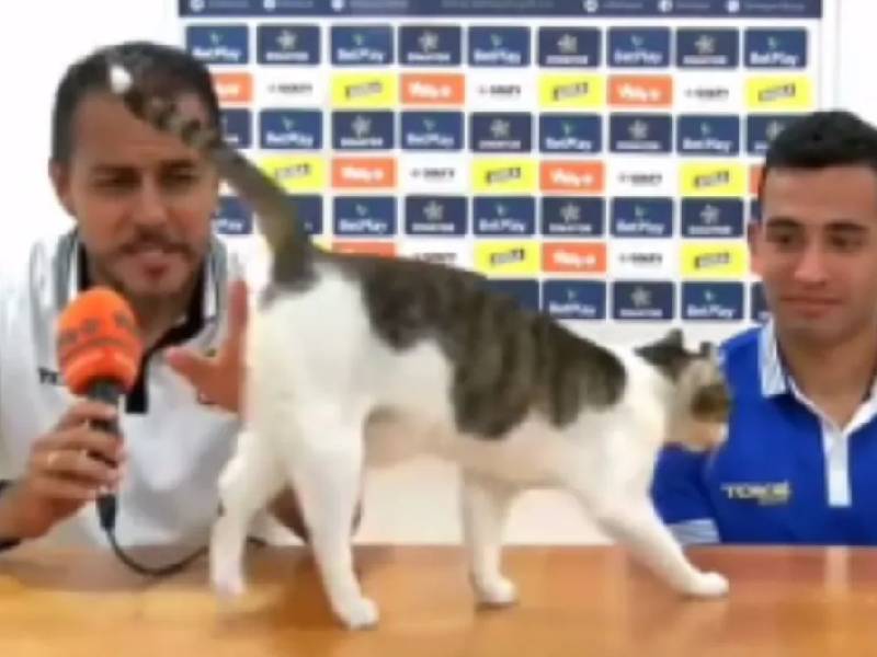 Video: ¡Comper! Gatito se roba la atención de las cámaras en rueda de prensa de futbol