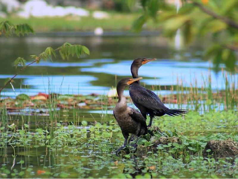 Redefinen los límites de la Reserva Cuxtal