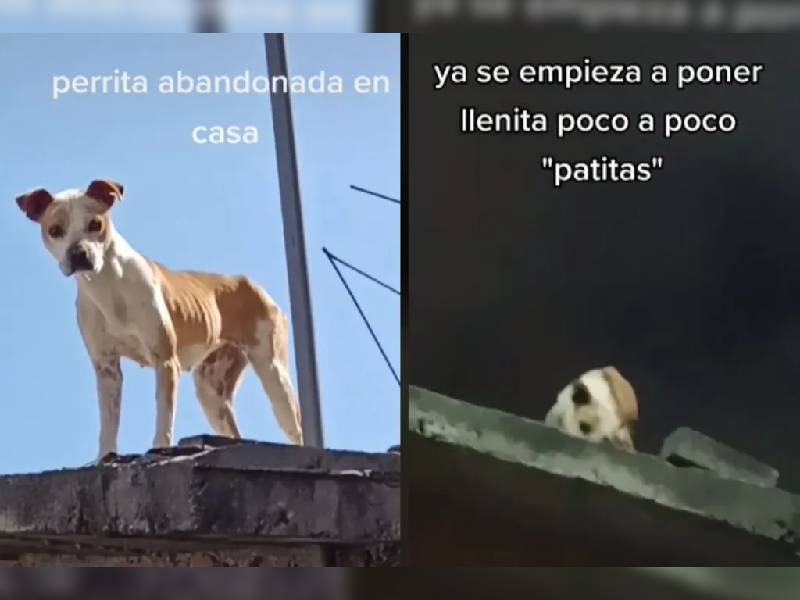 ¡Triste! exhiben el abandono de un perrita en el techo de una casa