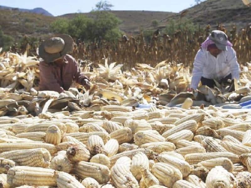 Suspenderán exportación de maíz y frijol