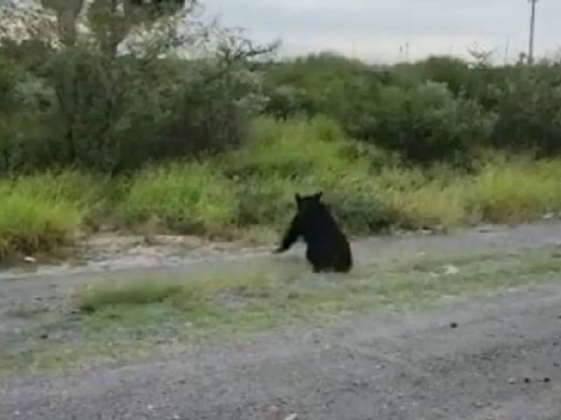 Atropellan a oso negro en Nuevo León