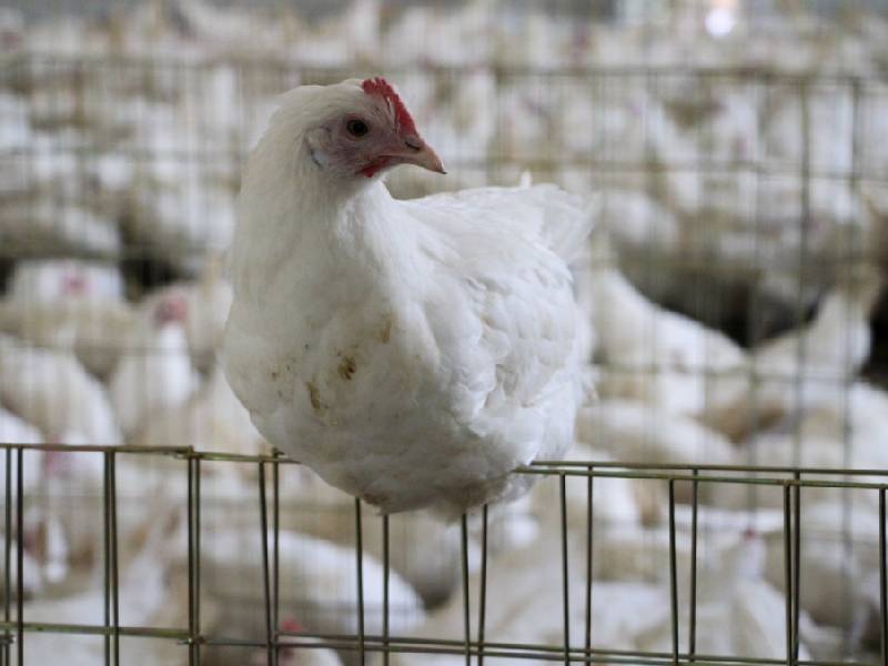 México reporta primer caso de gripe aviar H5N1 en Metepec