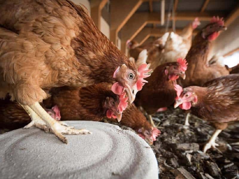¿Qué es la gripe aviar y se transmite a humanos?