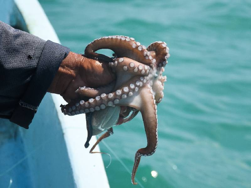 Limitan a 18, 955 toneladas la captura de pulpo en Yucatán