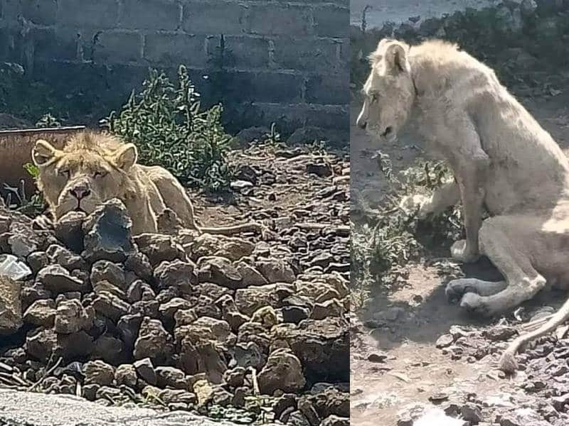 Encuentran león en total abandono en Estado de México