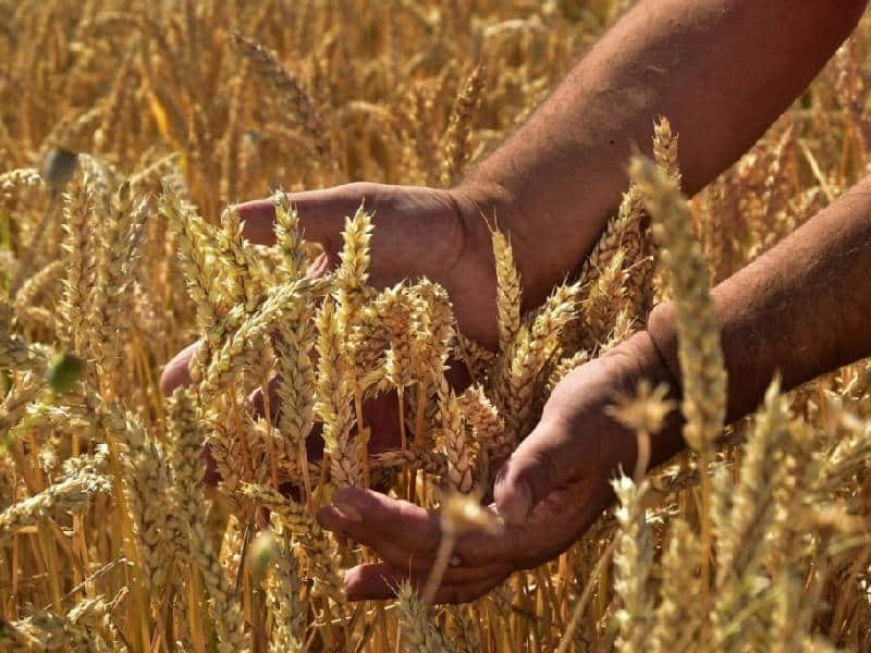 Nuevo bloqueo de granos eleva riesgo de crisis global alimentaria