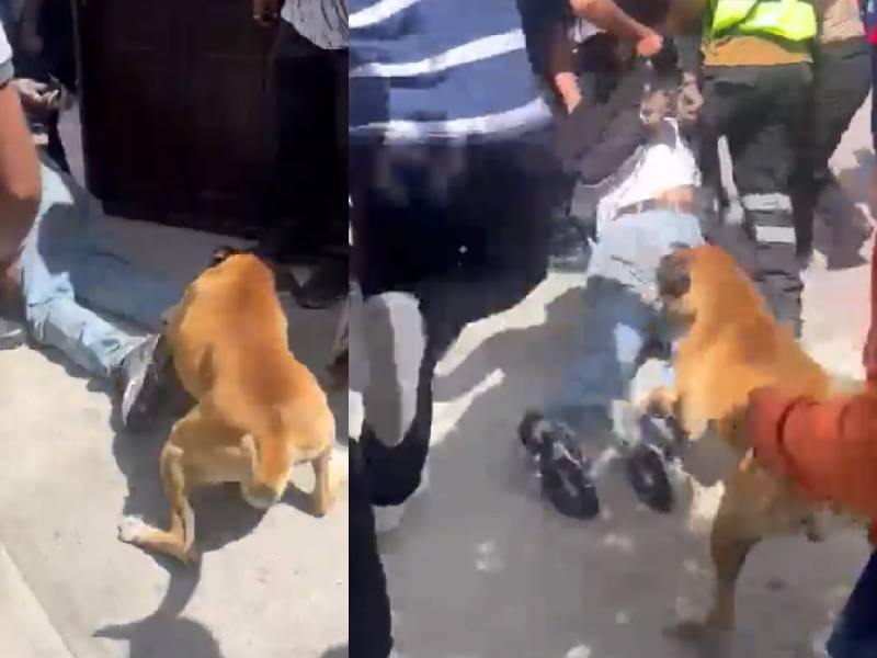 (VIDEO) Familia con todo y perrito defiende su casa de un ladrón