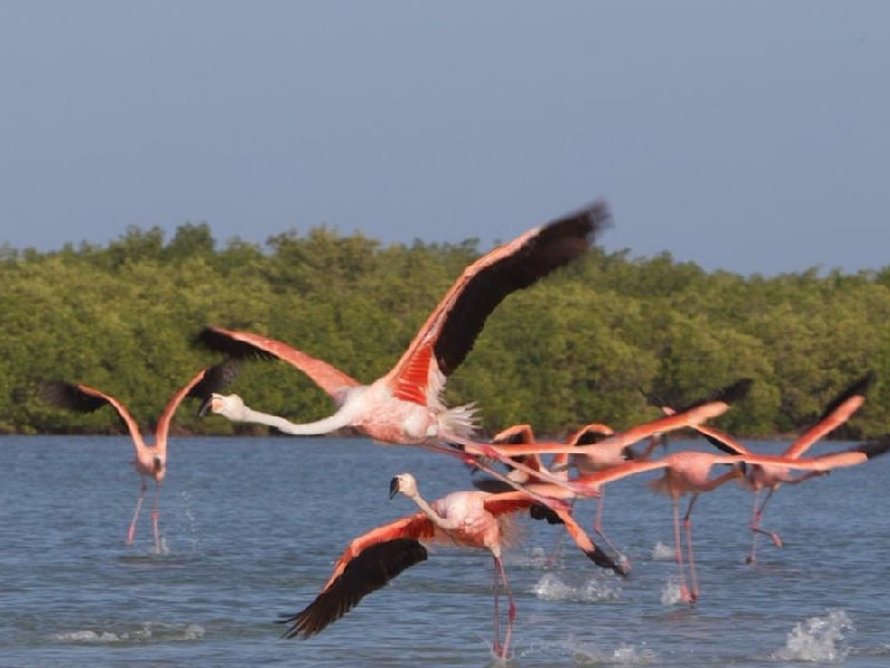 flamencos