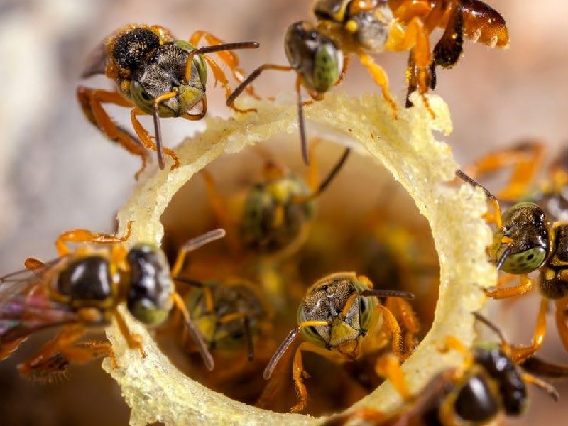 En peligro abejas meliponas por pesticidas y agroquímicos