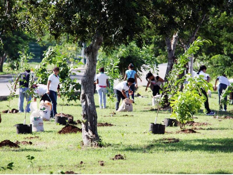 Hay más de un millón 300 mil árboles en la capital yucateca