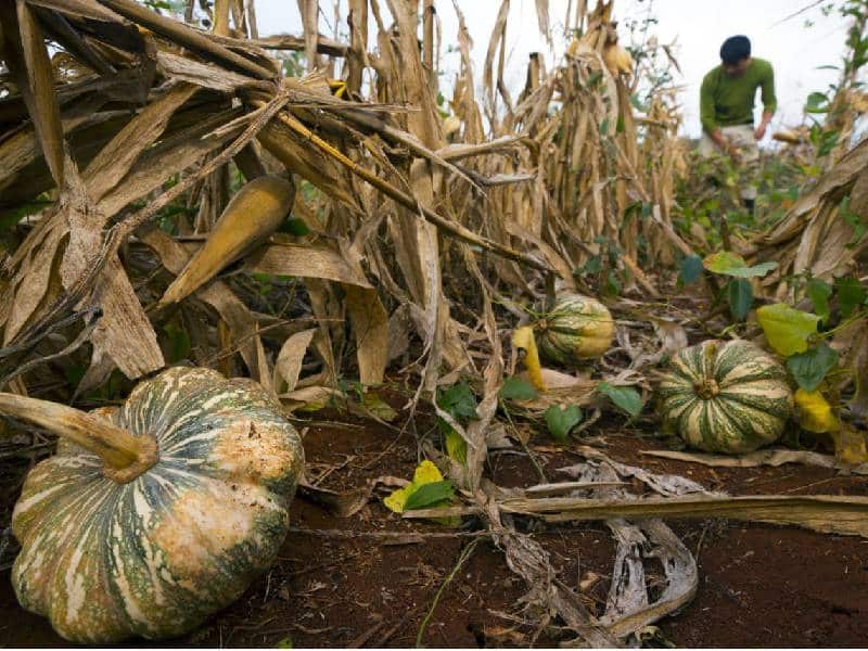 Milpa Maya de la península recibe reconocimiento interenacional