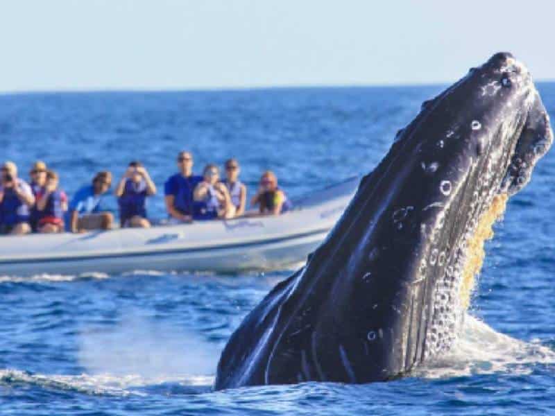 Llegan las primeras ballenas a Bahía de Banderas