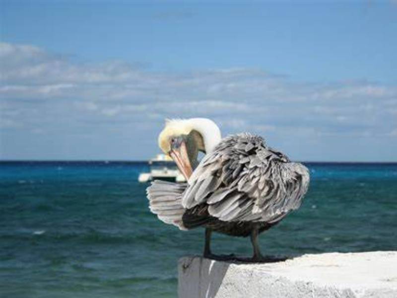 Microplásticos, peligro también para las aves marinas de Yucatán