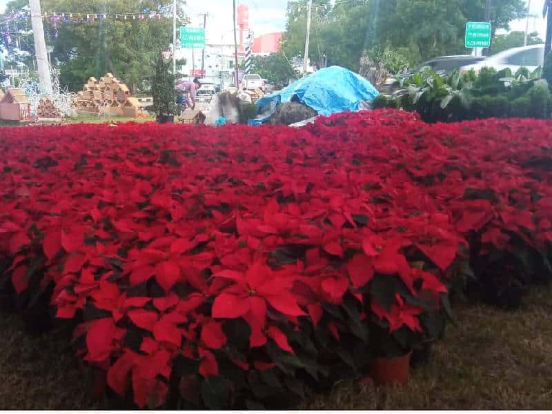 Flores de nochebuena pintan Mérida de Navidad