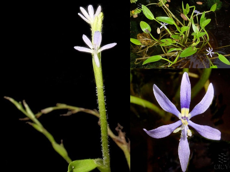 Florece en Yucatán planta para la ciencia