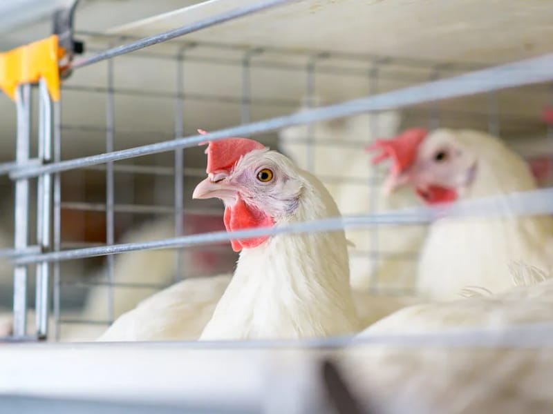 Genera la gripe aviar pérdida de 100 mil pollos en el estado