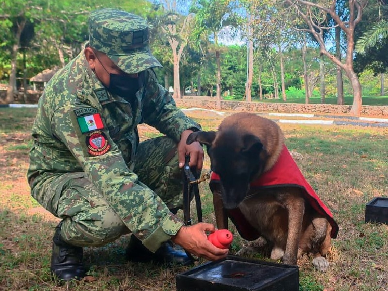 caninos