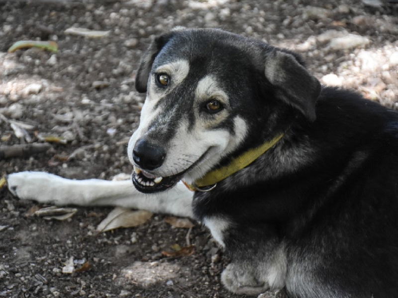 Piden que nuevo reglamento avale trato digno a mascotas