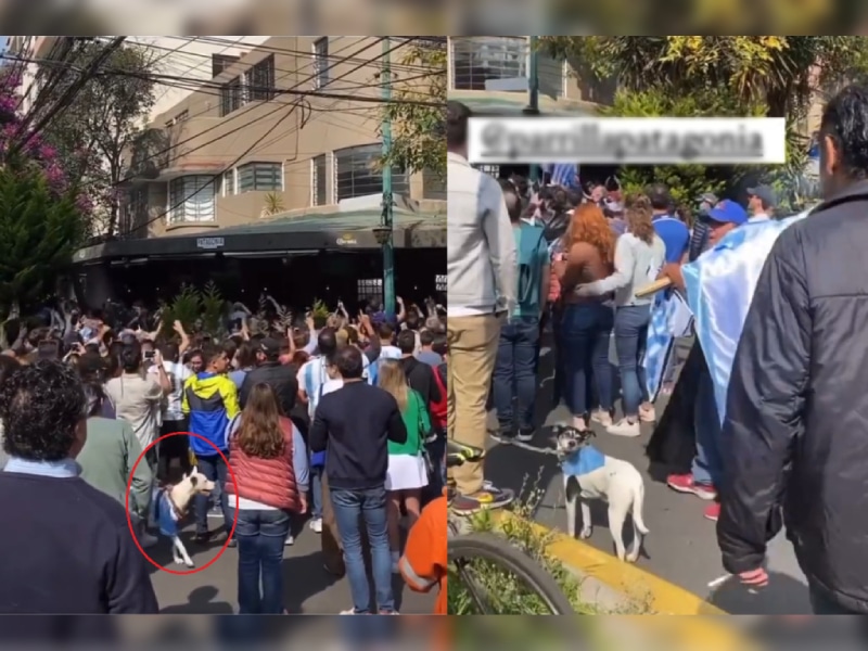 Video: Con jersey de Argentina, perrito roba cámara en festejo del Mundial