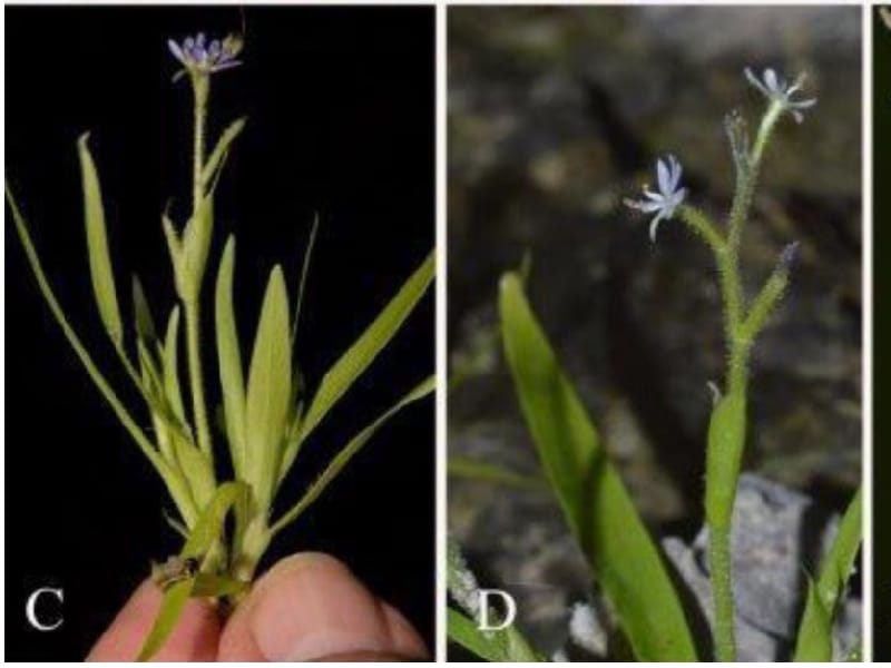 Investigadores del CICY encontraron una planta nueva para la ciencia