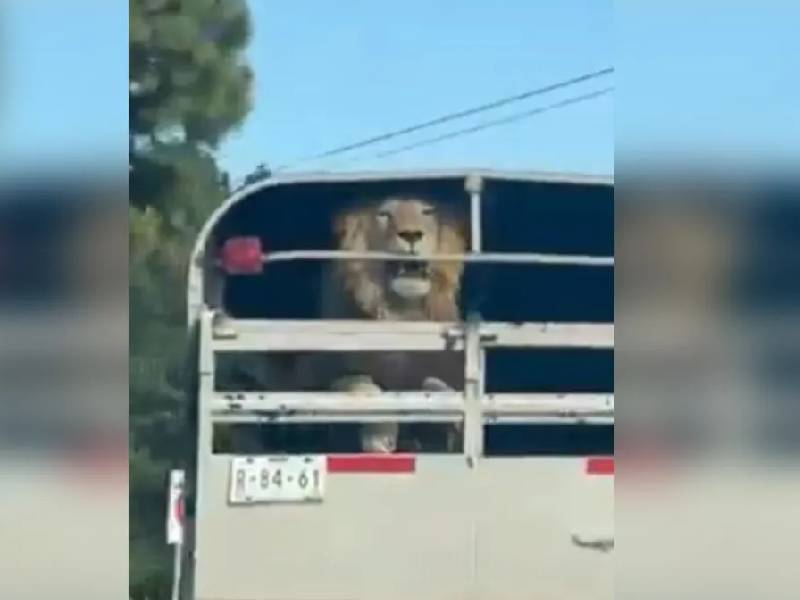 Video. Exhiben a conductor por transportar un león sin jaula en la México-Toluca