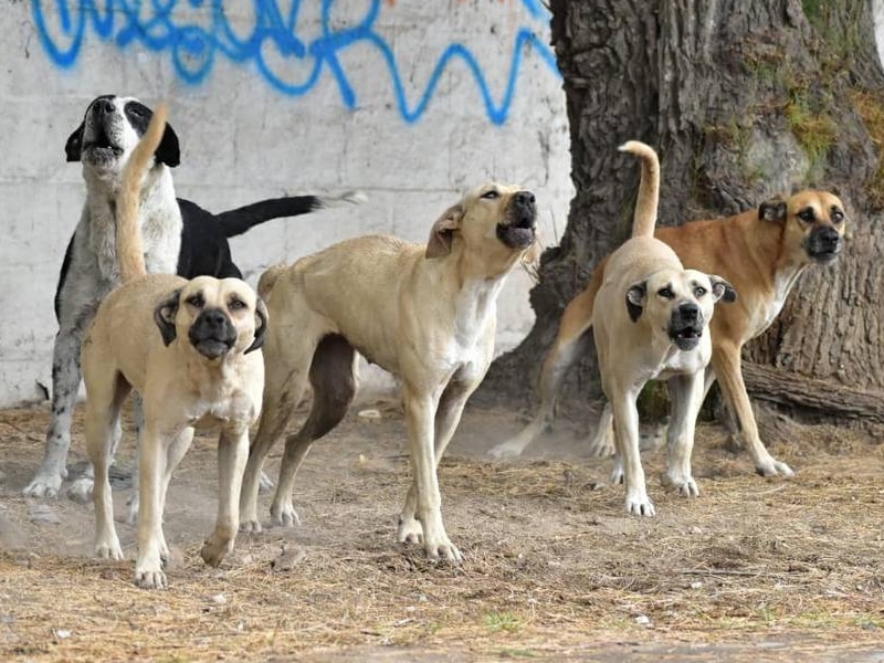 Tiene Mérida al menos 8 mil perros callejeros