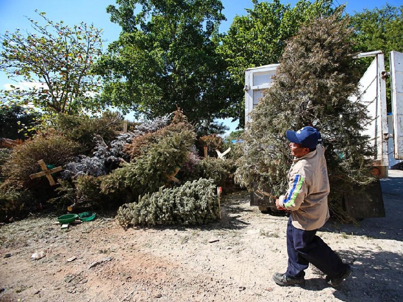 Activan acopio de arbolitos navideños